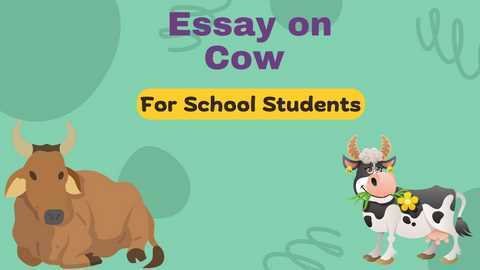 cow essay