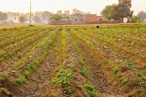 my village field